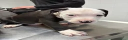 Pitbull cani in vendita: Cuccioli pitbull  - Annuncio 16