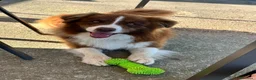 Border Collie cani in vendita: Border collie maschio - Annuncio 2