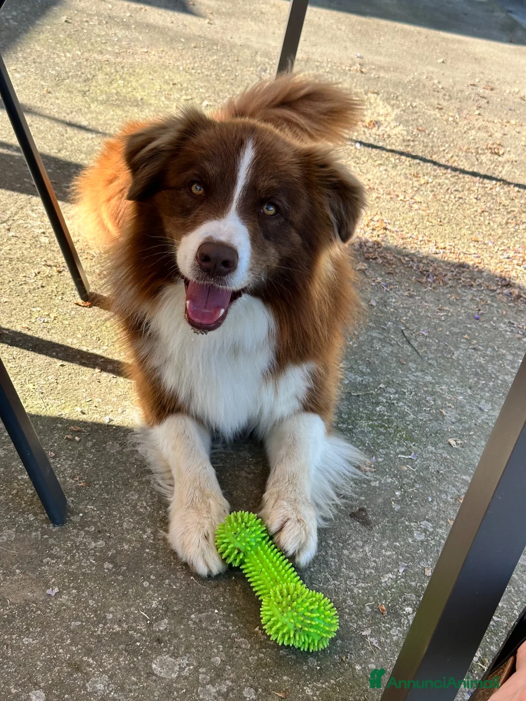 Border Collie cani in vendita: Border collie maschio - Annuncio 2