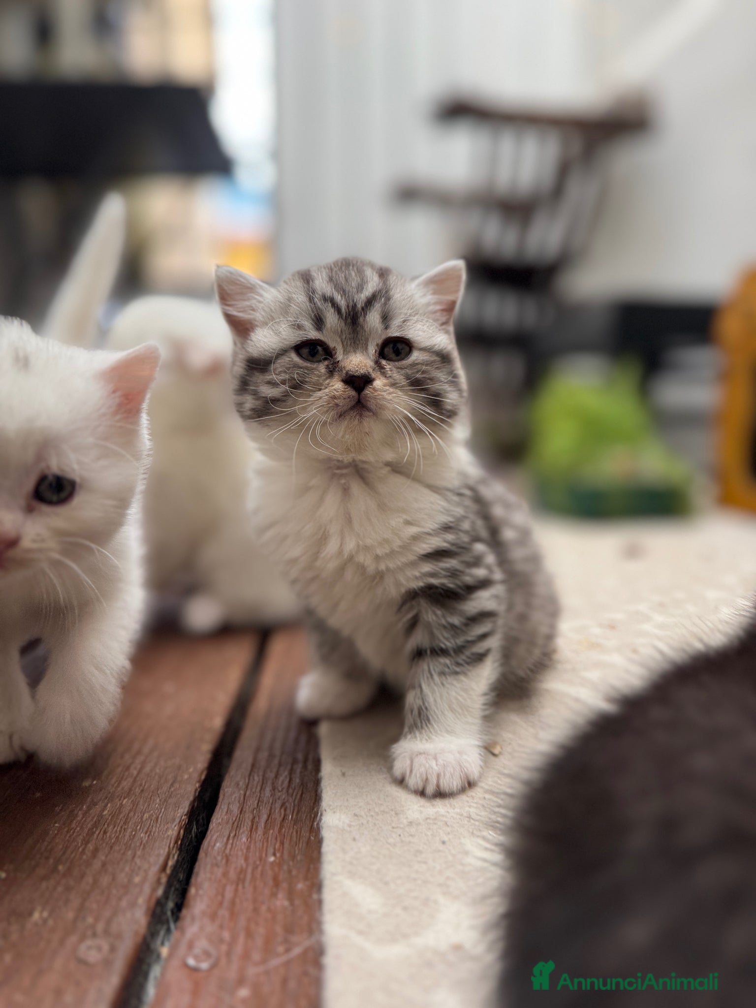 British gatti gattini British & Scottish fold - Annuncio 1