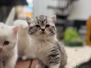 British gatti gattini British & Scottish fold - Annuncio 1