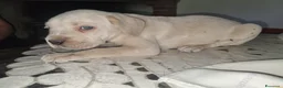 Cane Corso cani in vendita: Splendidi Cuccioli Simile Cane Corso a Città Metropolitana di Bari - Annuncio 4