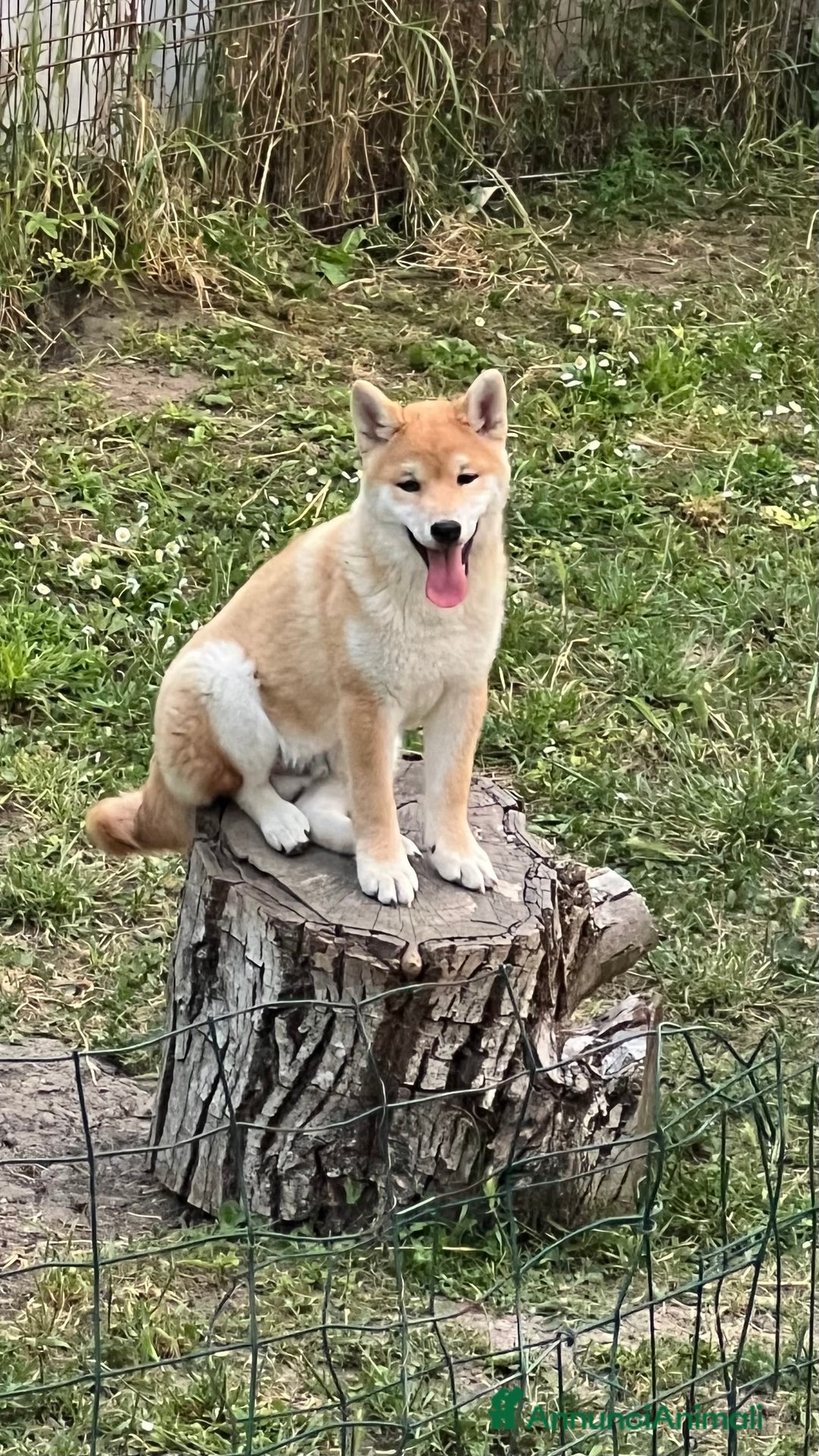 Shiba Inu cani in vendita: Shiba inu , cuccioli disponibili - Annuncio 11