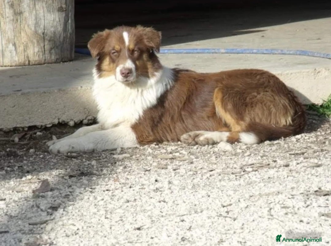 Australian Shepherd cani in vendita: Cuccioli pastore australiano maschi e femmine  a Provincia di Bergamo - Immagine 5