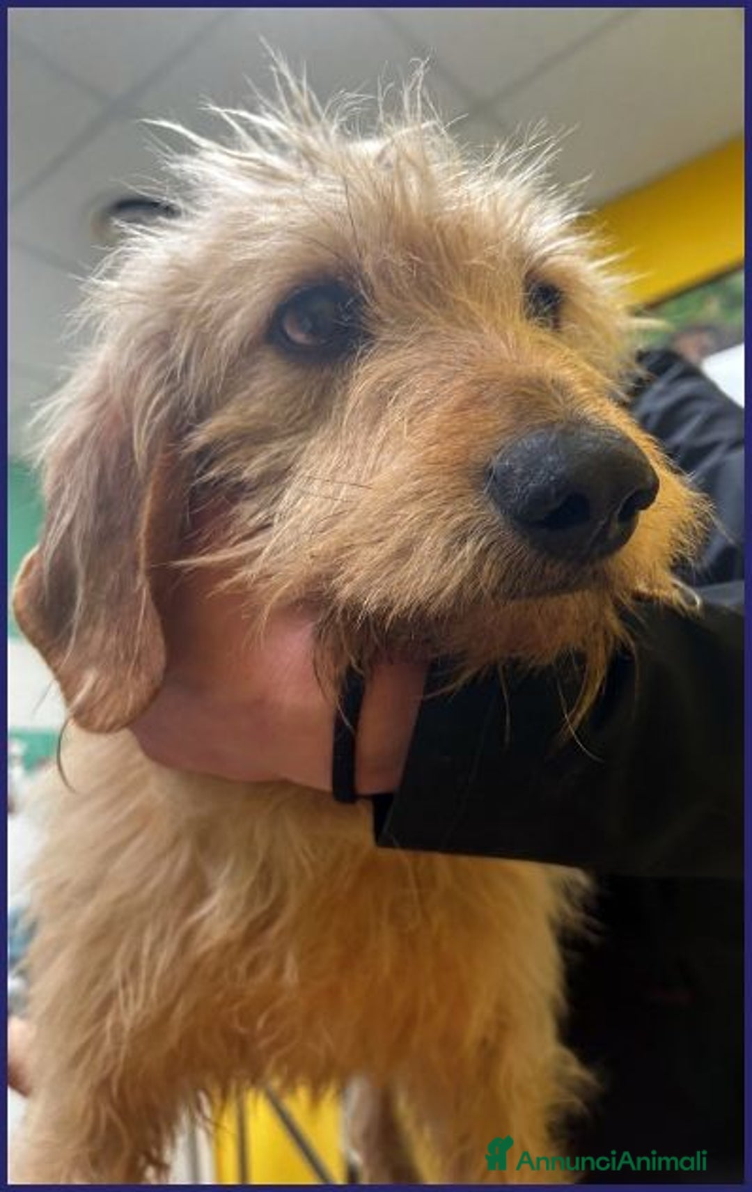 Meticcio cani in regalo: GIACOMO ha vissuto un inferno ora cerca amore - Annuncio 4