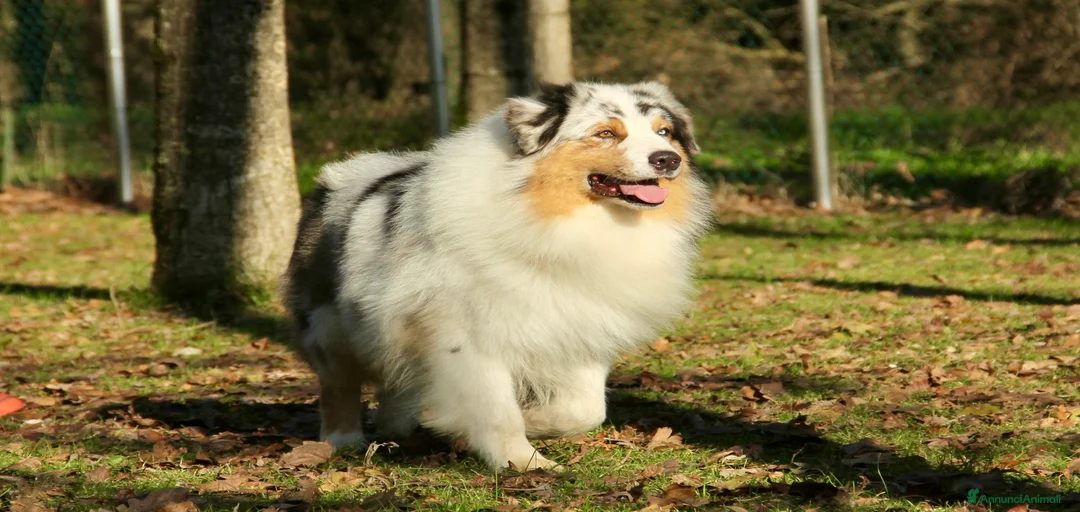 Immagine della galleria {{count}}