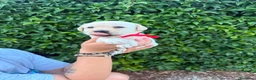 Labrador cani in vendita: Cuccioli Labrador Retriever  a Ente di decentramento regionale di Udine - Annuncio 11