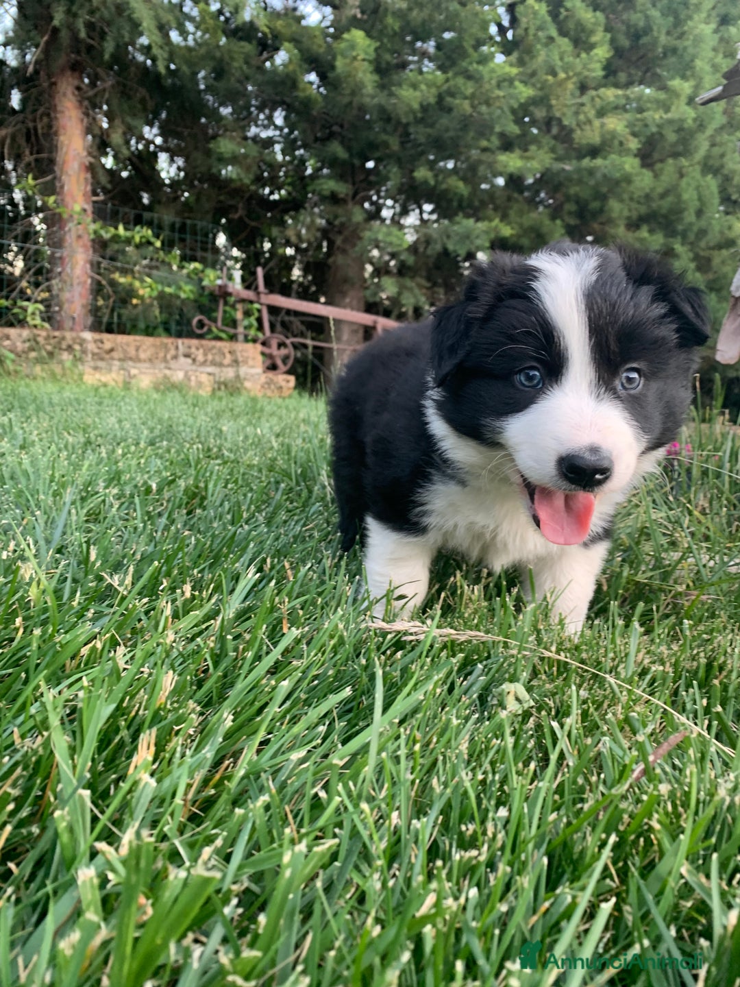 Border Collie cani in vendita: Border collie  a Provincia di Foggia - Immagine 5