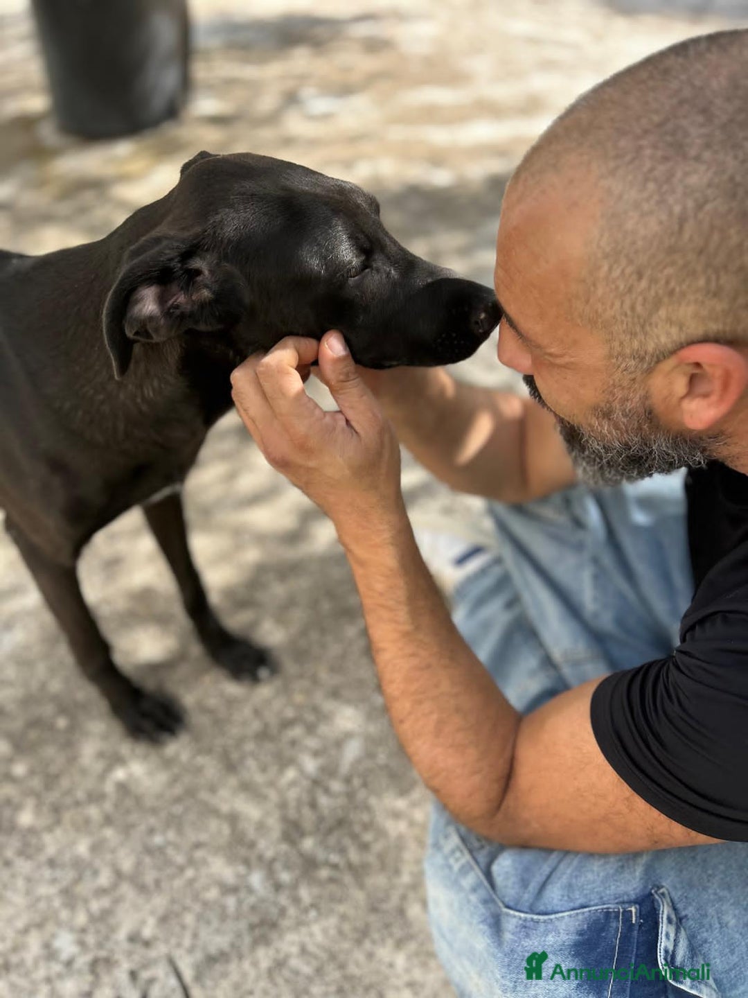 Altre razze cani in regalo: gohan crilin e trakns - Annuncio 2