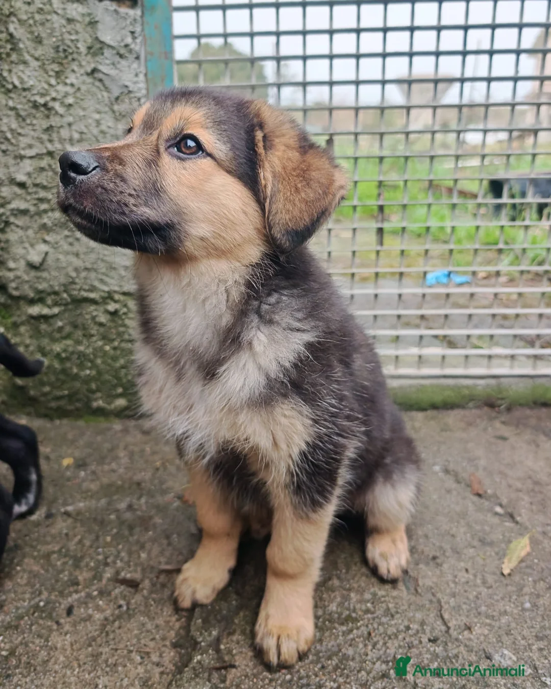 Meticcio cani in regalo: BAMBI 🩷 - cucciola futura taglia media cerca 🏡  - Annuncio 3