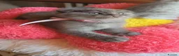 Scottish gatti in vendita: Scottish fold e straight  - Annuncio 15