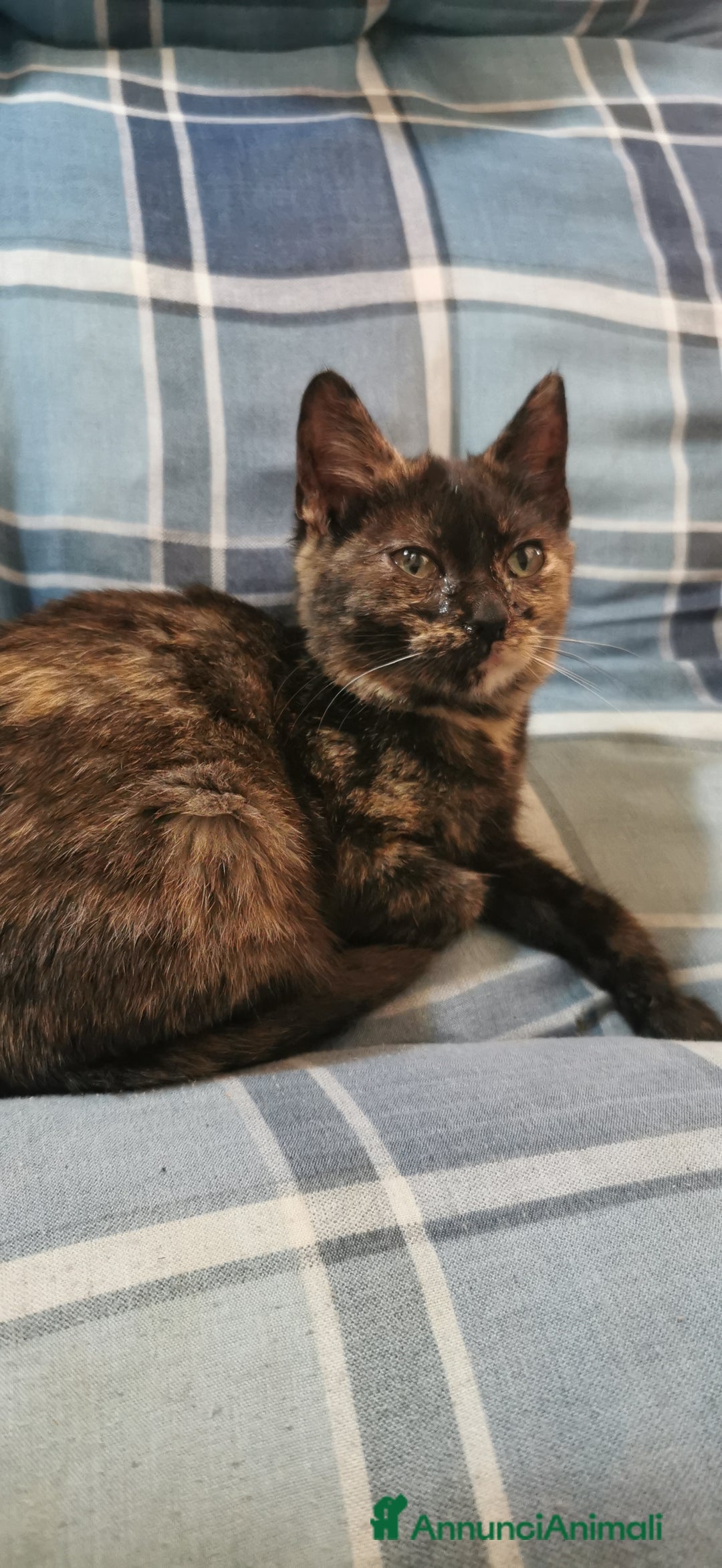 Meticcio gatti in regalo: Gattina Calico Tricolore - Annuncio 4