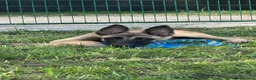 Pastore Belga cani in vendita: Cucciola pastore belga malinois  - Annuncio 3