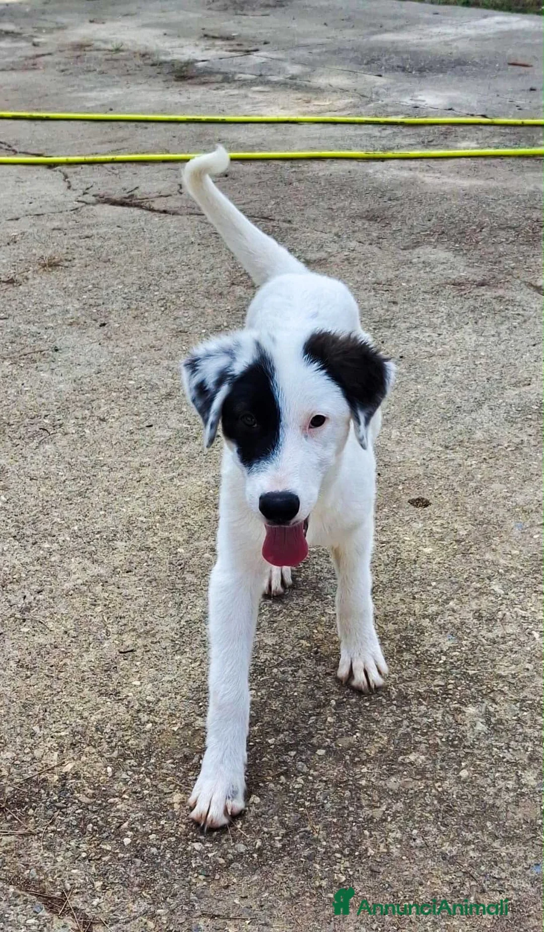 Meticcio cani in regalo: BRIE 🩷 IMPOSSIBILE NON RICONOSCERLA!! 😍 a Provincia di Varese - Annuncio 4