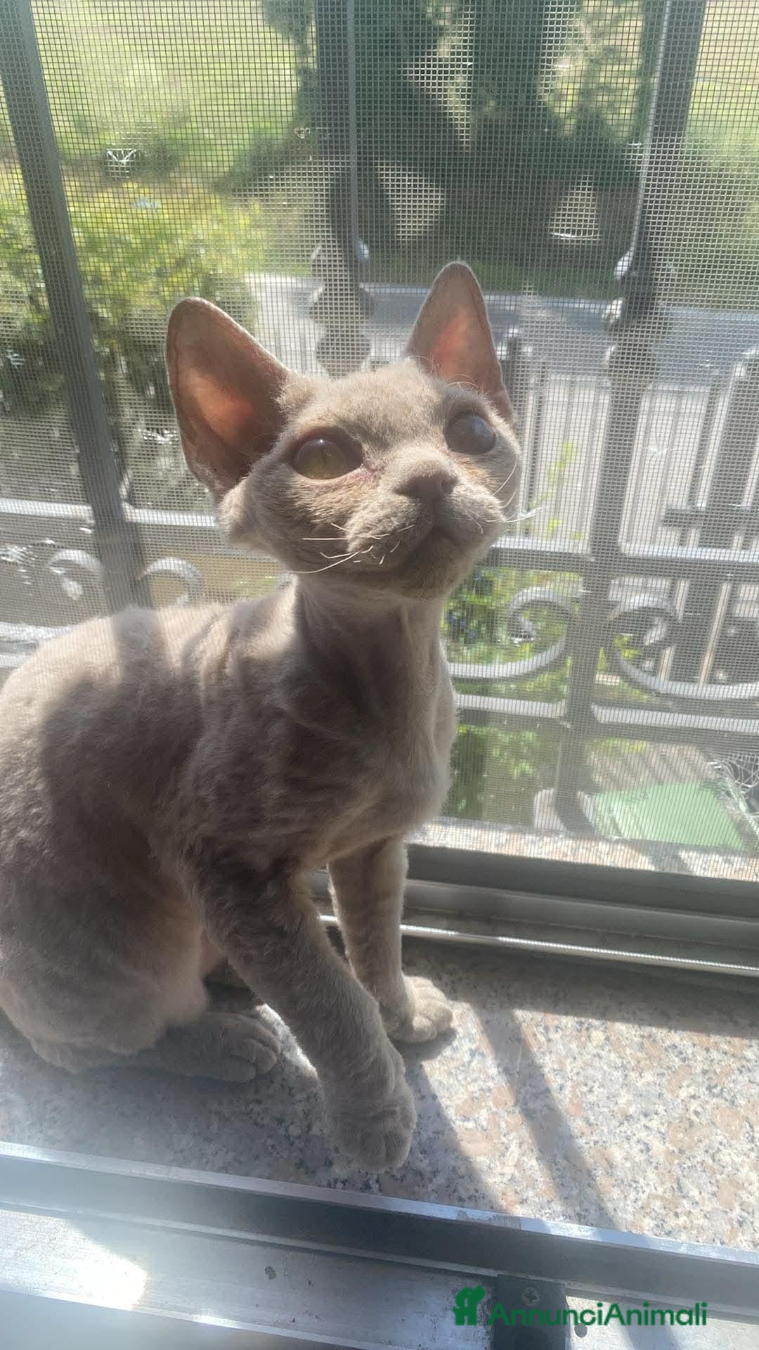 Devon Rex gatti DEVON REX - Annuncio 22