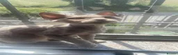 Devon Rex gatti in vendita: DEVON REX a Città metropolitana di Roma Capitale - Annuncio 1