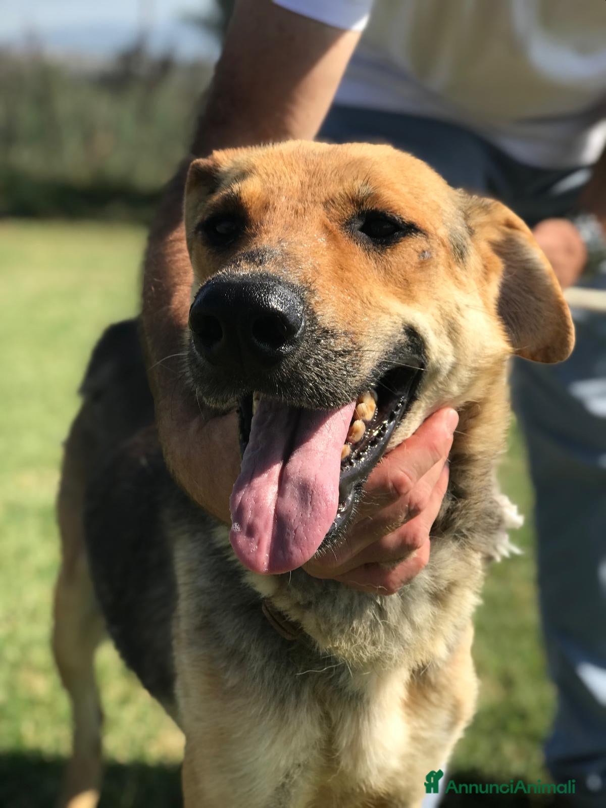 Meticcio cani TINA la dolcissima pastorella in adozione a Provincia di Latina - Annuncio 1