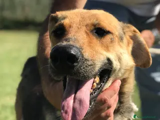 Meticcio cani TINA la dolcissima pastorella in adozione a Provincia di Latina - Annuncio 7