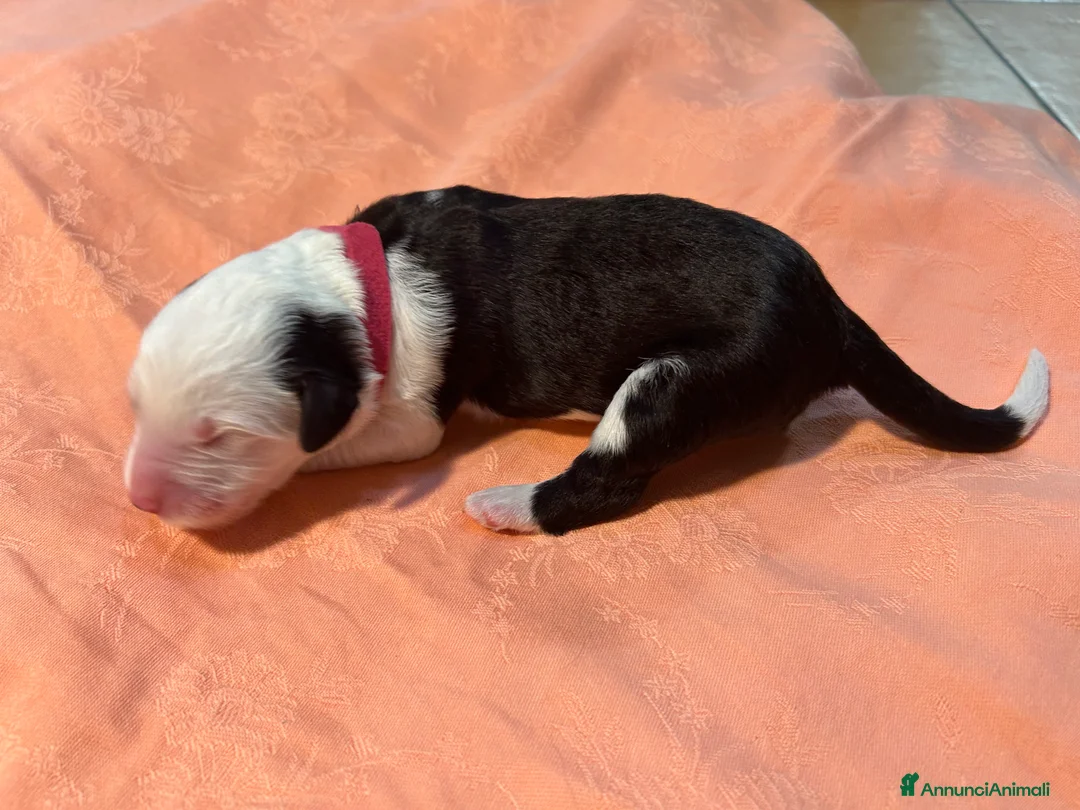 Bobtail cani in vendita: Cuccioli di Bobtail  - Annuncio 15