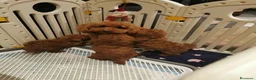 Barboncino Toy cani in vendita: Adorabili cuccioli di barboncino toy - Annuncio 8