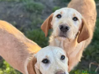 Labrador cani 3 CUCCIOLI MIX LABRADOR affettuosissimi!! - Annuncio 1
