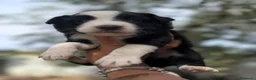 Border Collie cani in vendita: cuccioli border collie blue merle  - Annuncio 2