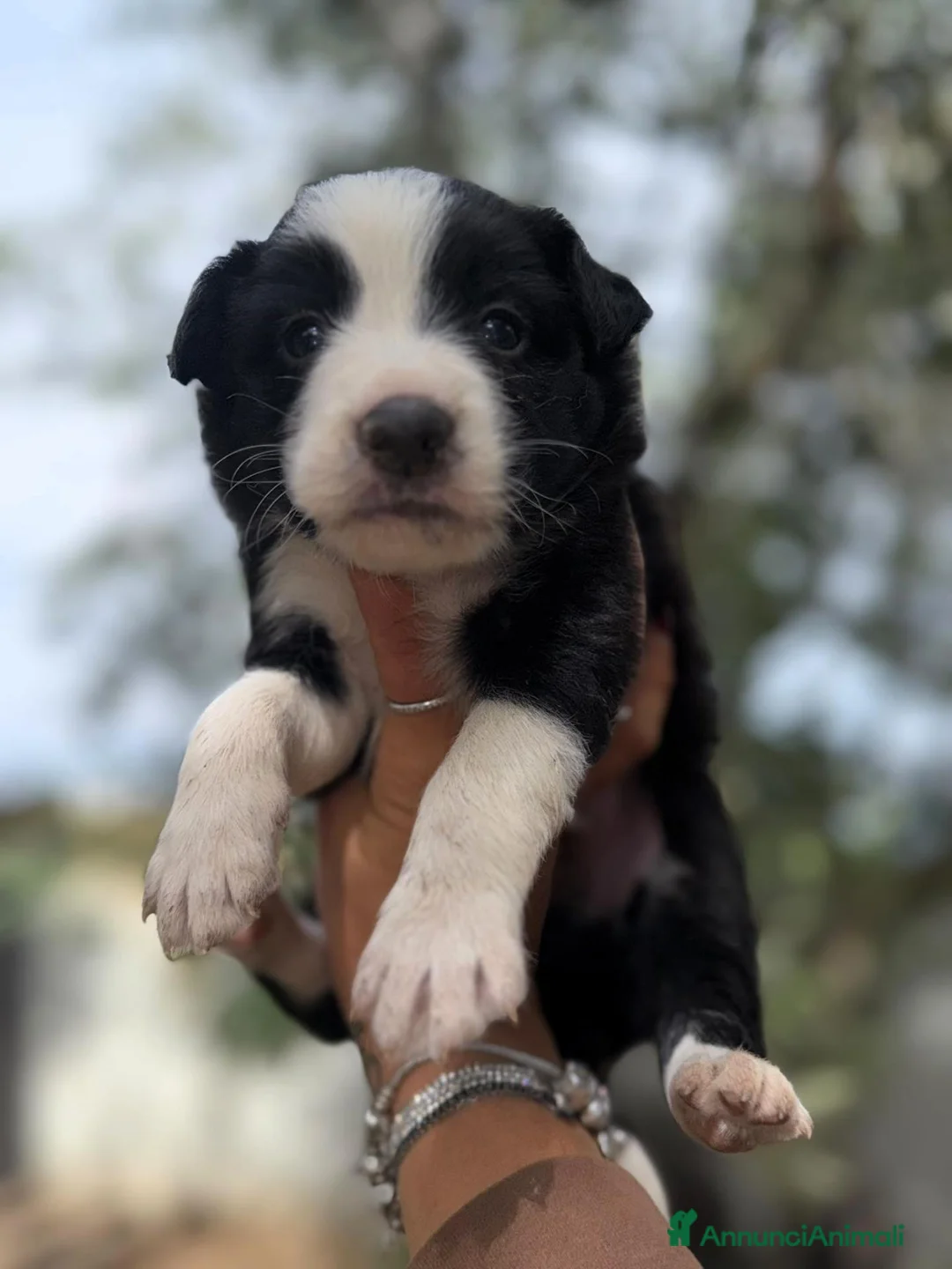 Border Collie cani in vendita: cuccioli border collie blue merle  - Annuncio 2