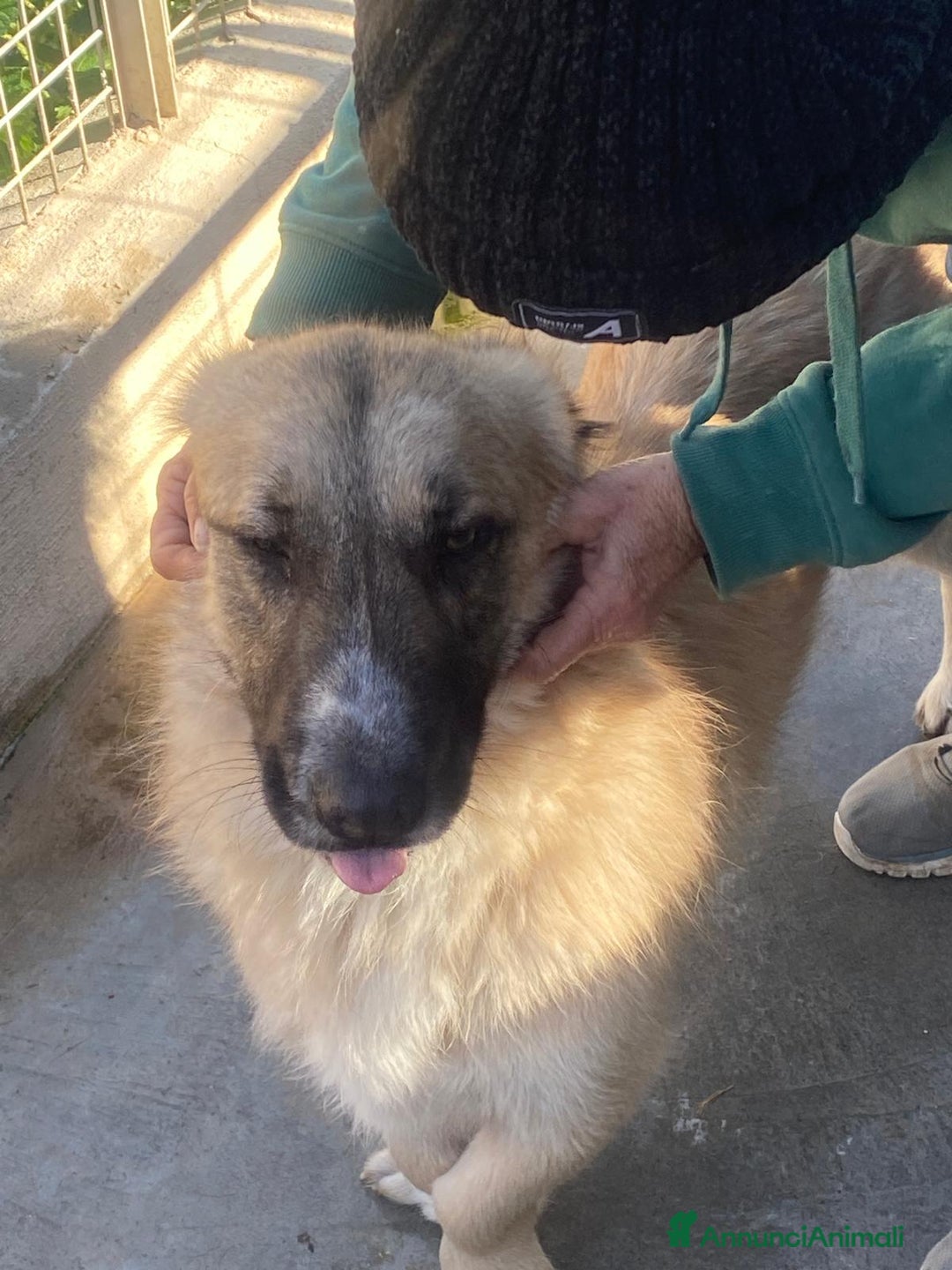 Meticcio cani in regalo: Ciaky zampe corte e cuore grande - Annuncio 4