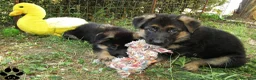 Pastore Tedesco cani in vendita: Cuccioli di pastore tedesco selezionati - Annuncio 6
