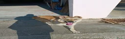 Meticcio cani in regalo: cucciolo di 7 mesi a Provincia di Crotone - Annuncio 2