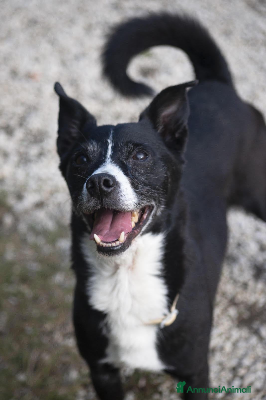 Meticcio cani NONNO OREO HA BISOGNO DI UNA CASA E TANTO AMORE - Annuncio 42
