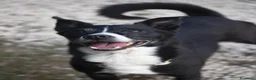 Meticcio cani in regalo: NONNO OREO HA BISOGNO DI UNA CASA E TANTO AMORE - Annuncio 1