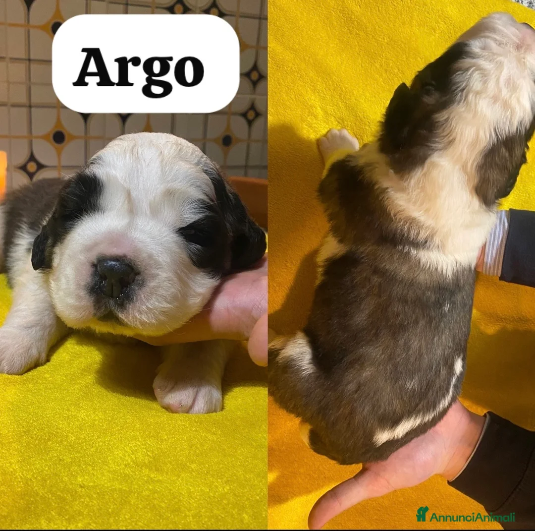 San Bernardo cani in vendita: Cuccioli di San Bernardo - Annuncio 1
