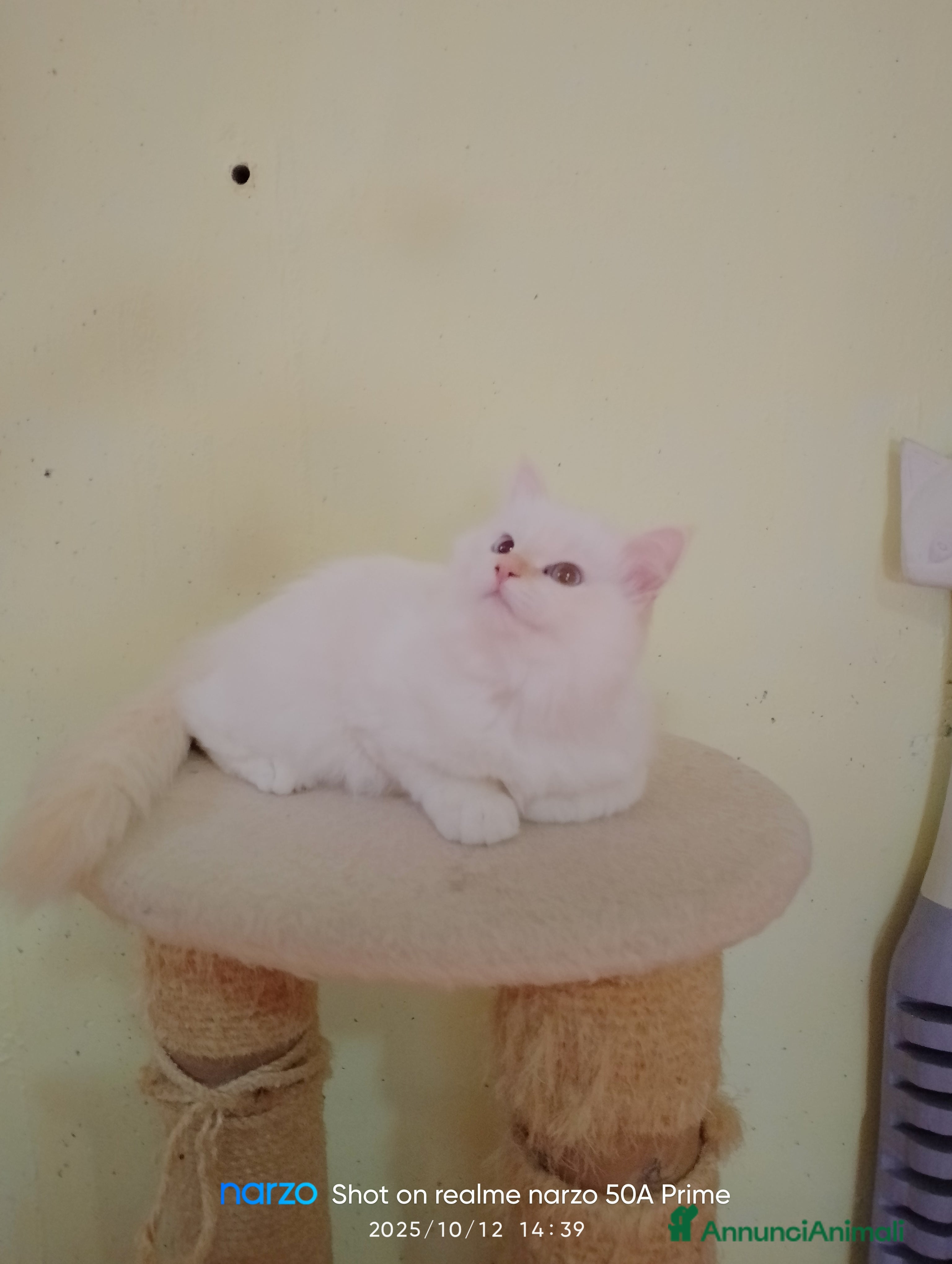 Sacro di Birmania gatti Cucciolo sacro di birmania - Annuncio 2