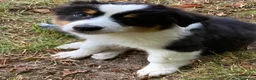 Australian Shepherd cani in vendita: Bellissime cucciole di pastore australiano - Annuncio 8