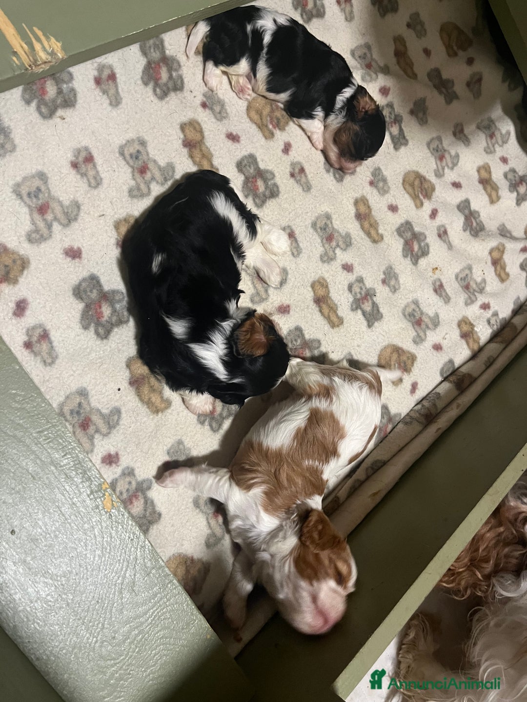 Cavalier King cani in vendita: Ultimo Cucciolo maschio tricolor - Annuncio 4