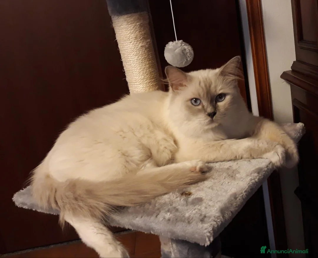 Ragdoll gatti in vendita: Cuccioli ragdoll altissima genealogia  - Annuncio 3