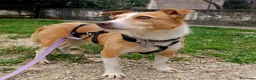 Meticcio cani in regalo: CLIP UN CANE VERAMENTE SFORTUNATO, IN ADOZIONE - Annuncio 3