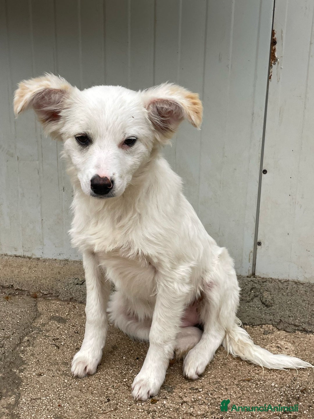 Meticcio cani in regalo: SOS PICCOLA CROSTATINA a Città metropolitana di Milano - Immagine 5