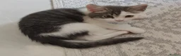 Siberiano gatti in vendita: Femminuccia  - Annuncio 1