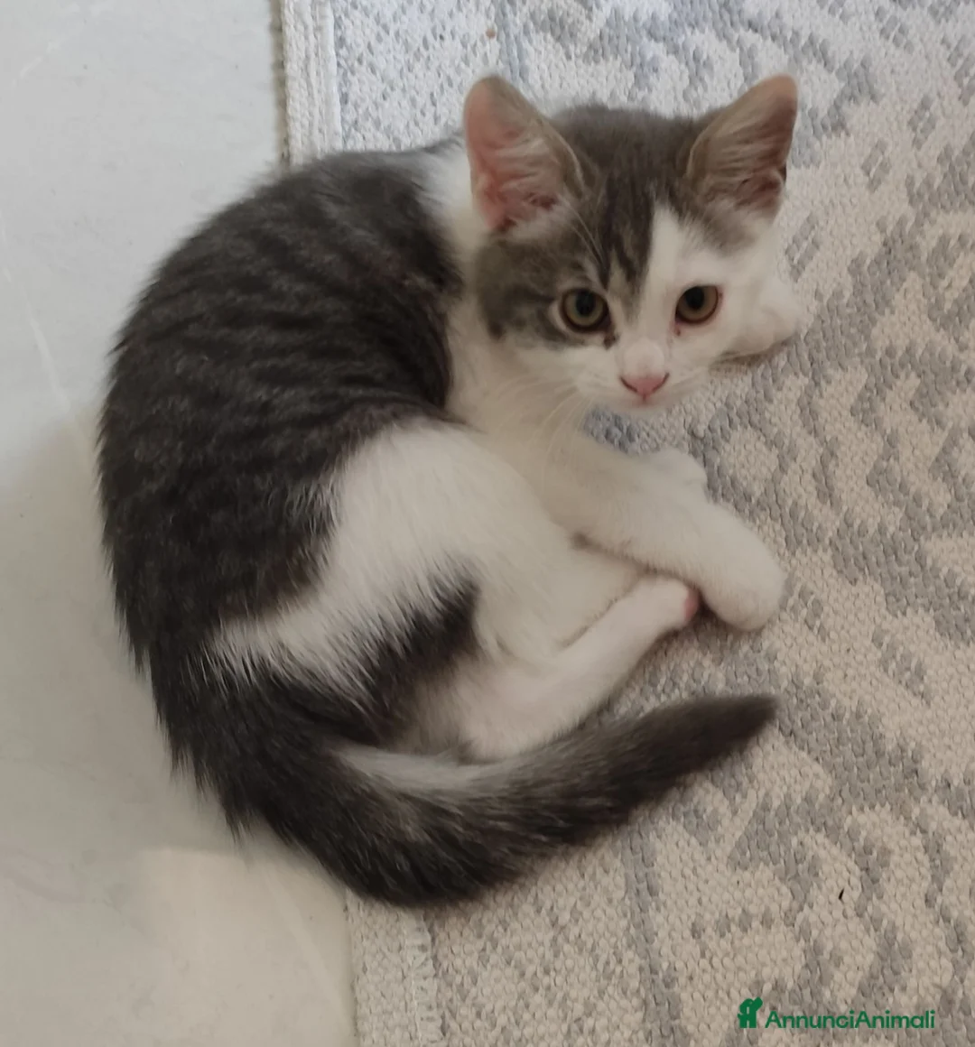 Siberiano gatti in vendita: Femminuccia  - Annuncio 1