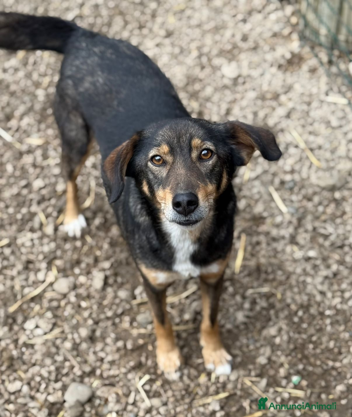 Meticcio cani SPEEDY, cagnolino DOLCISSIMO abbandonato. - Annuncio 25