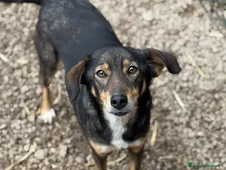Meticcio cani SPEEDY, cagnolino DOLCISSIMO abbandonato. - Annuncio 25