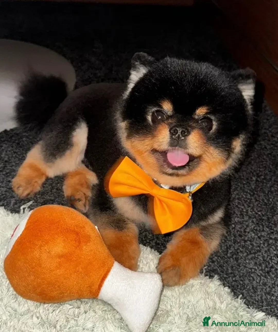 Volpino Pomerania cani per accoppiamento: Spitz pomerania black&tan  a Provincia di Mantova - Annuncio 1