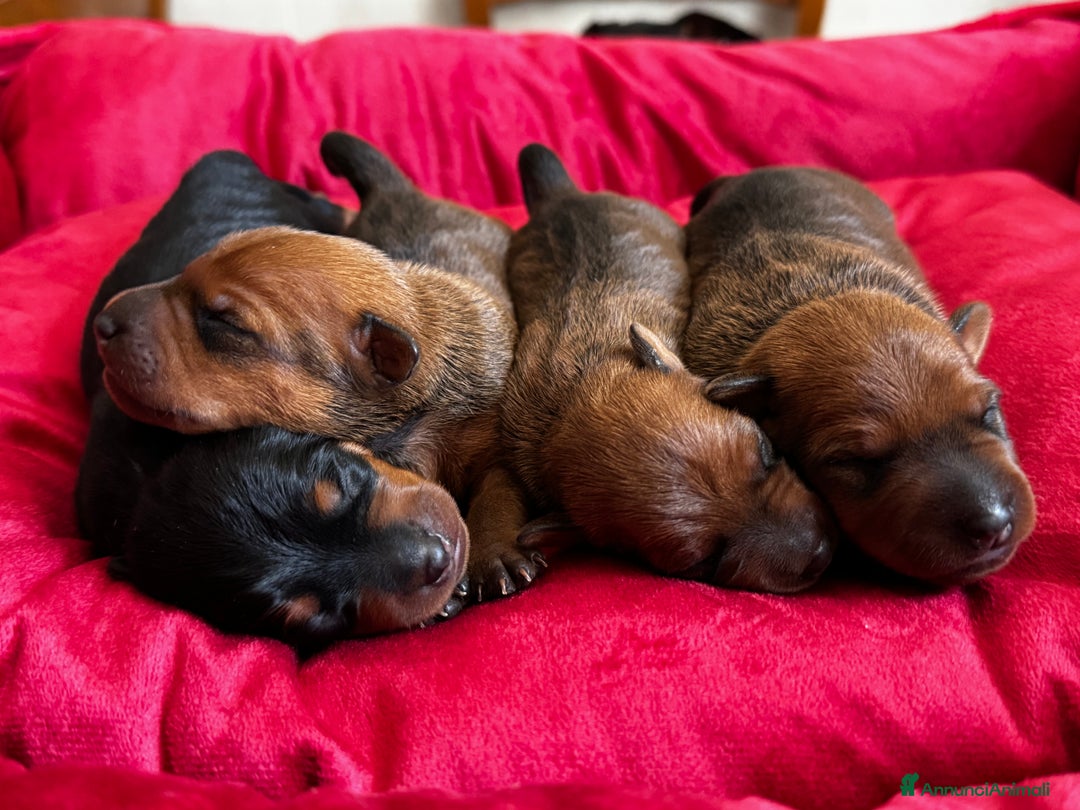 Pinscher Miniatura cani in vendita: Pinscher nani a Provincia di Pavia - Immagine 3