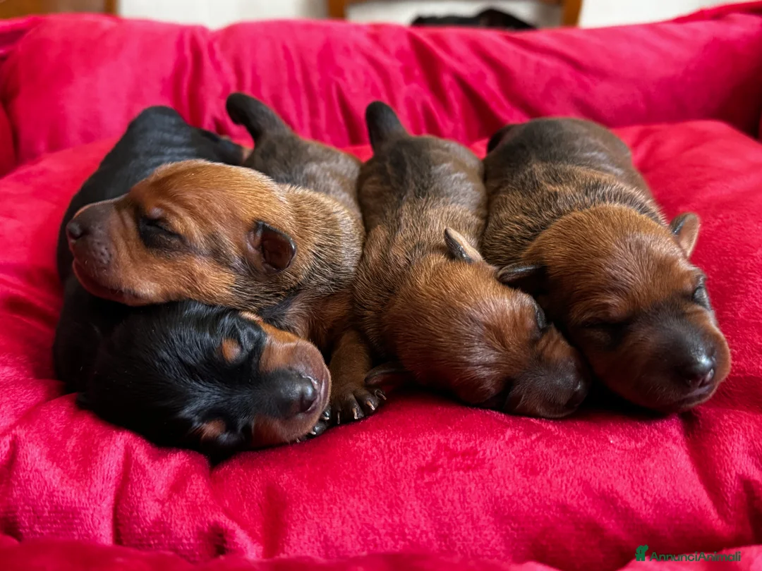 Pinscher Miniatura cani in vendita: Pinscher nani a Provincia di Pavia - Annuncio 3