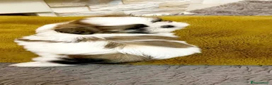 Shih Tzu 2