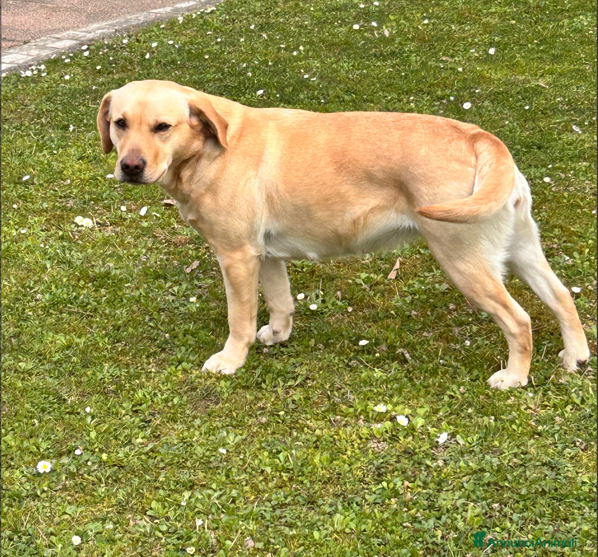 Labrador cani Cuccioli di Labrador (Linee da Lavoro) Aprile 2026 - Annuncio 1
