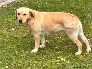 Labrador cani Cuccioli di Labrador (Linee da Lavoro) Aprile 2026 - Annuncio 1