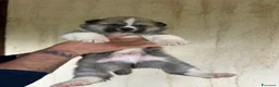 Akita Inu cani in vendita: Akita inu cuccioli  - Annuncio 2